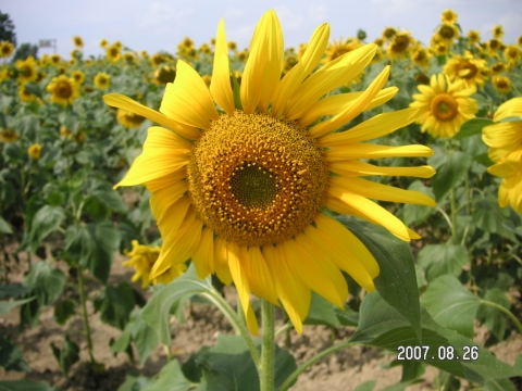s_PICT0051.jpg